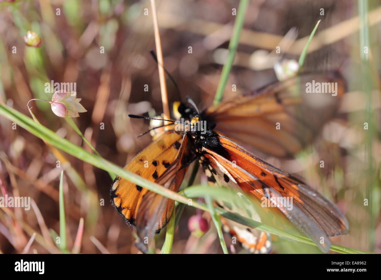 Farfalle coniugata sui pendii della Montagna della Tavola al di sopra di Tokai Foto Stock