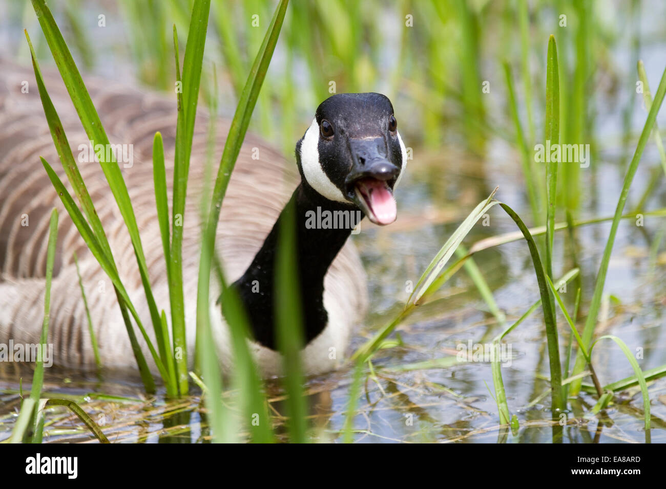 Canada Goose nuoto attraverso le lamelle verso il sibilo della fotocamera. Il suo becco è aperto e si può vedere la sua lingua. Presi al di fuori Foto Stock