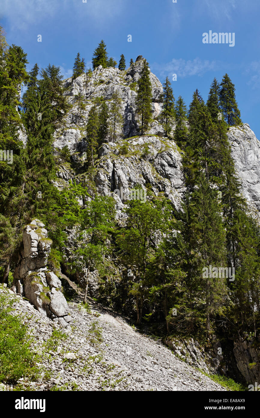 La scogliera di montagna con alberi di pino Foto Stock