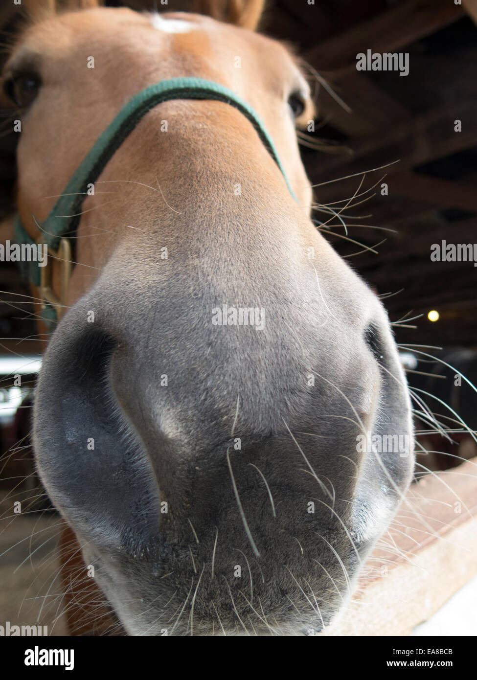 Progetto di pony presso la mostra in Cummington, Massachusetts New England progetto di associazione Pony round-up la concorrenza. Foto Stock