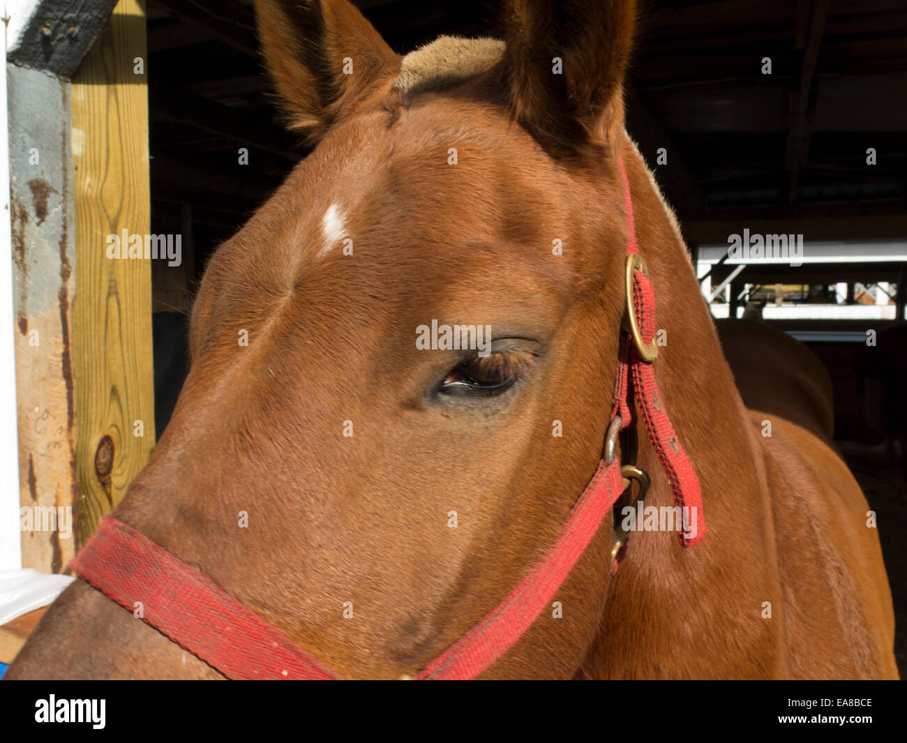 Progetto di pony presso la mostra in Cummington, Massachusetts New England progetto di associazione Pony round-up la concorrenza. Foto Stock