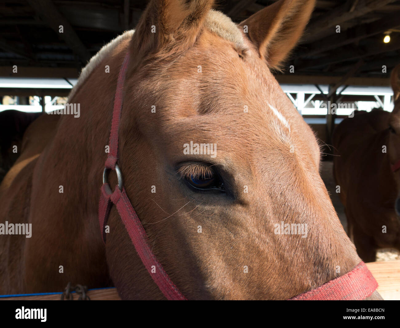 Progetto di pony presso la mostra in Cummington, Massachusetts New England progetto di associazione Pony round-up la concorrenza. Foto Stock
