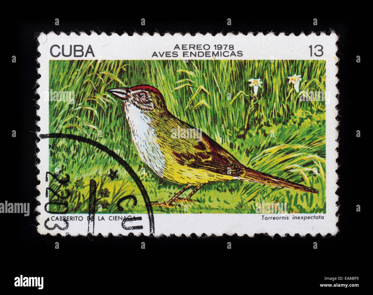 Cuba - circa 1978: un timbro postale stampato in Cuba mostra immagine di Torreornis inexpectata, serie uccelli, circa 1978. Foto Stock