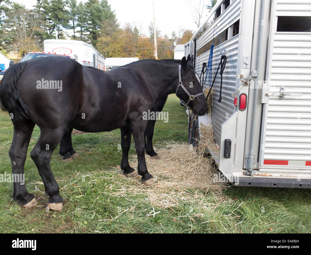 Progetto di pony si erge dal rimorchio al progetto di Pony mostrano in Cummington, MA. Foto Stock