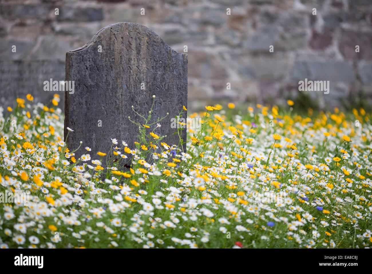 Una solitaria tomba in pietra circondato da wild fiori estivi prato con una parete di pietra in background. Foto Stock