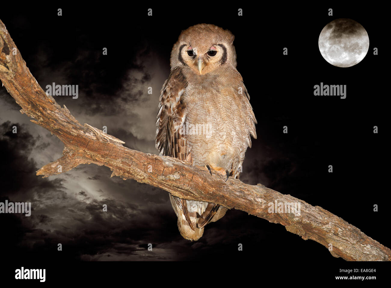 Un gigante il gufo reale (Bubo lacteus) appollaiato su un ramo durante la notte con una luna piena Foto Stock