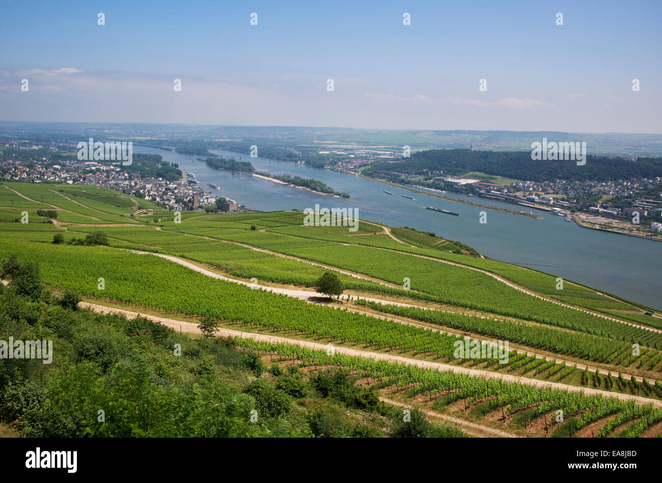 Vista Panoramica dei vigneti e il fiume Reno Germania Foto Stock