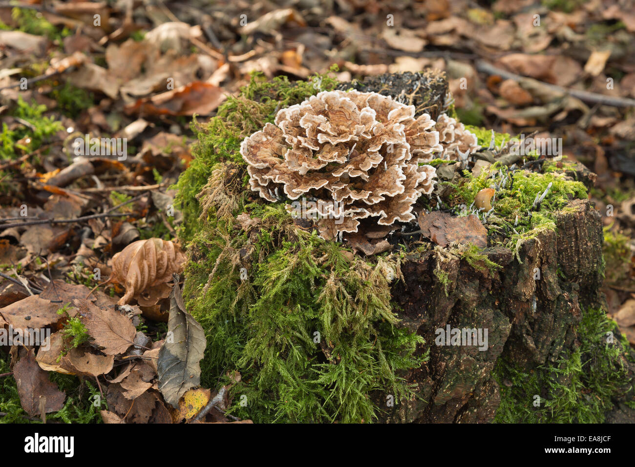 Polypore fungo della staffa sulla parte superiore del marciume argento betulla moncone in autunno Foto Stock