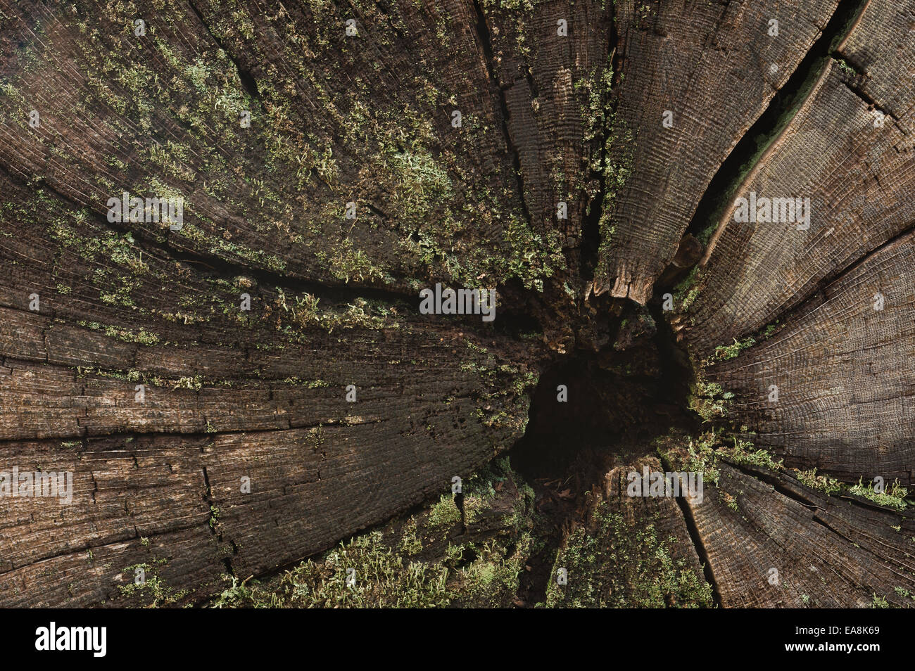anello albero datazione