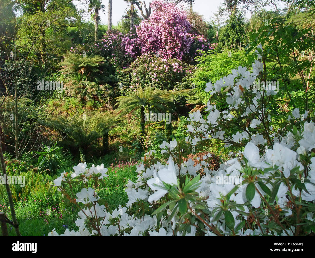 Giardino giungla alla Lost Gardens of Heligan vicino Mevagissey Restormel Mid Cornwall South West England Regno Unito Foto Stock