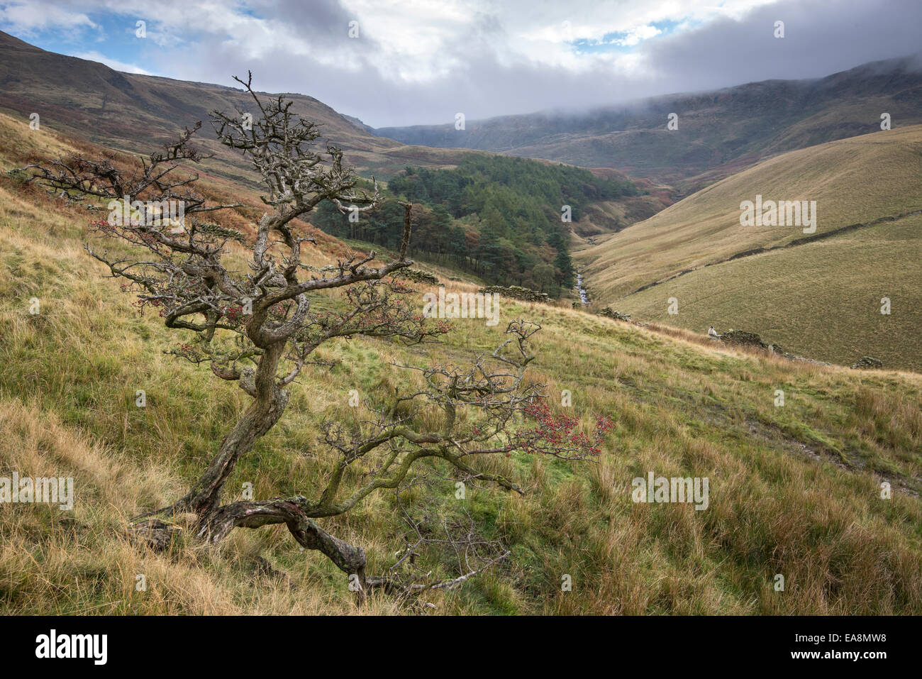 Il Peak District paesaggio intorno al Kinder serbatoio vicino Hayfield, Derbyshire. Twisted Albero di biancospino con bacche. Foto Stock