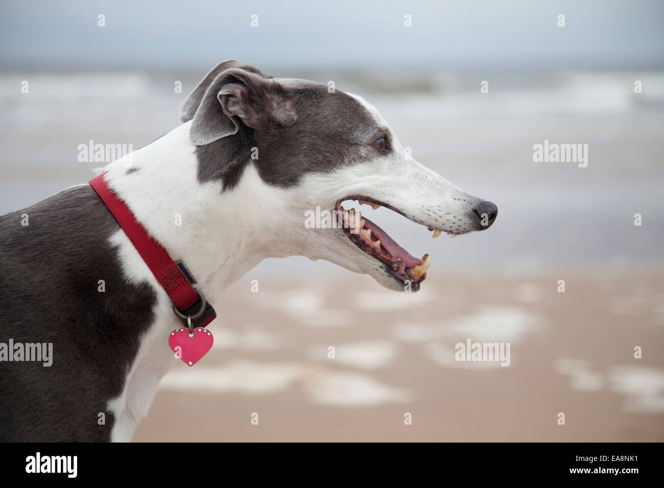 Levriero cane sulla spiaggia indossando un collare e tag. In prossimità della sua testa con la spiaggia e il mare al di fuori della messa a fuoco in background. Foto Stock