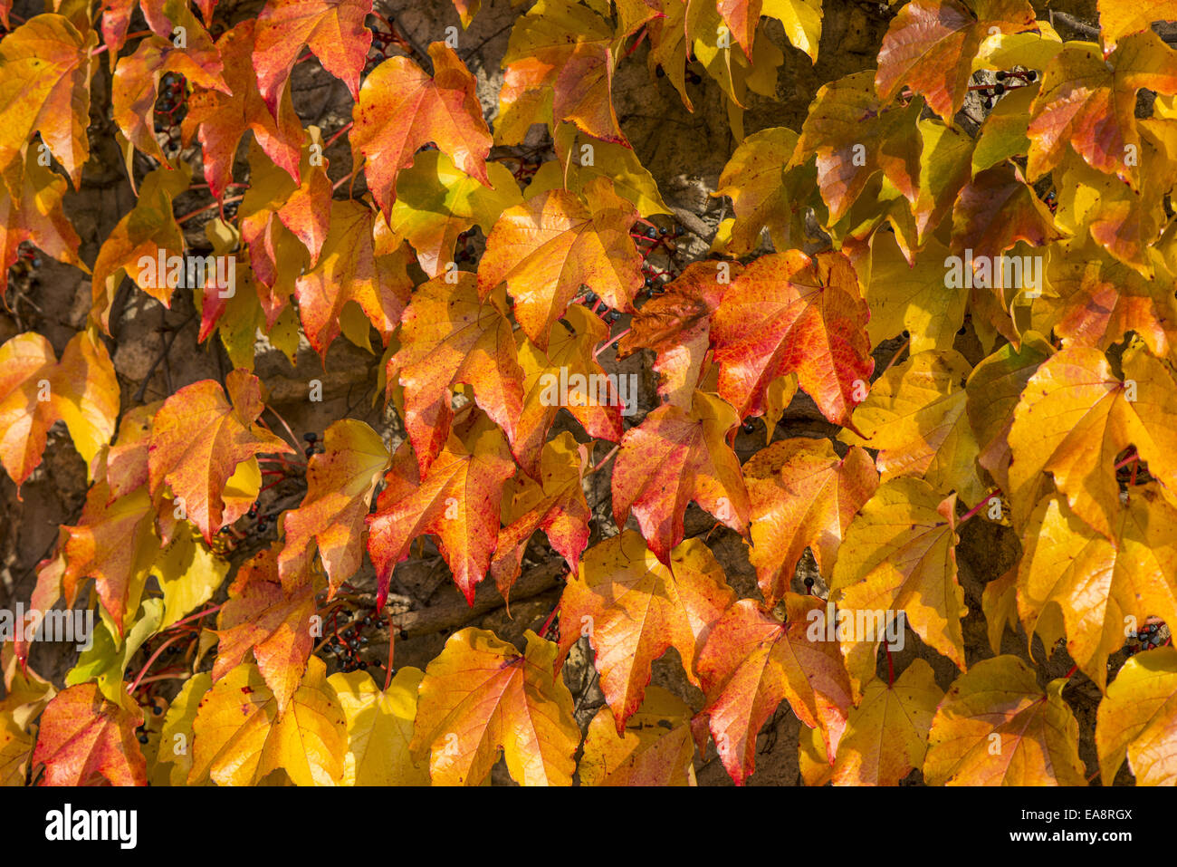 Foglie di autunno, Bassa Austria, area di Vienna, Perchtoldsdorf Foto Stock