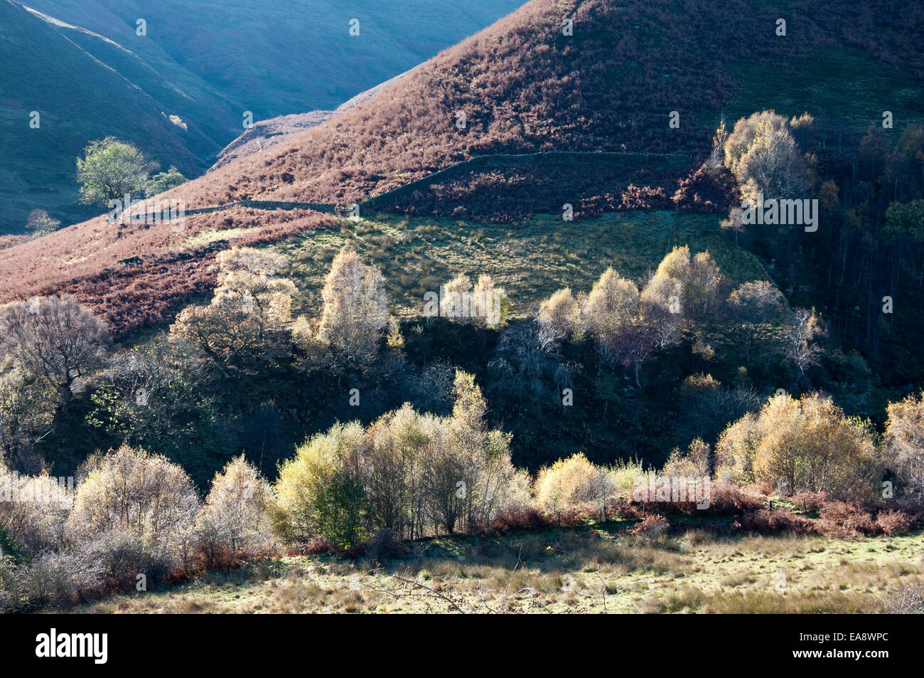 Colore di autunno accanto a Snake Pass nel Derbyshire. Foto Stock