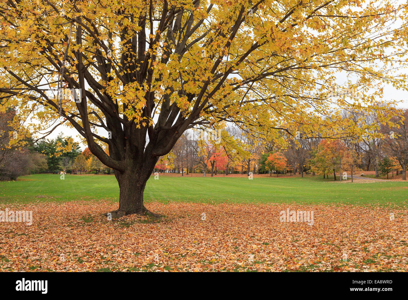 Alberi colorati in autunno a Ottawa Foto Stock