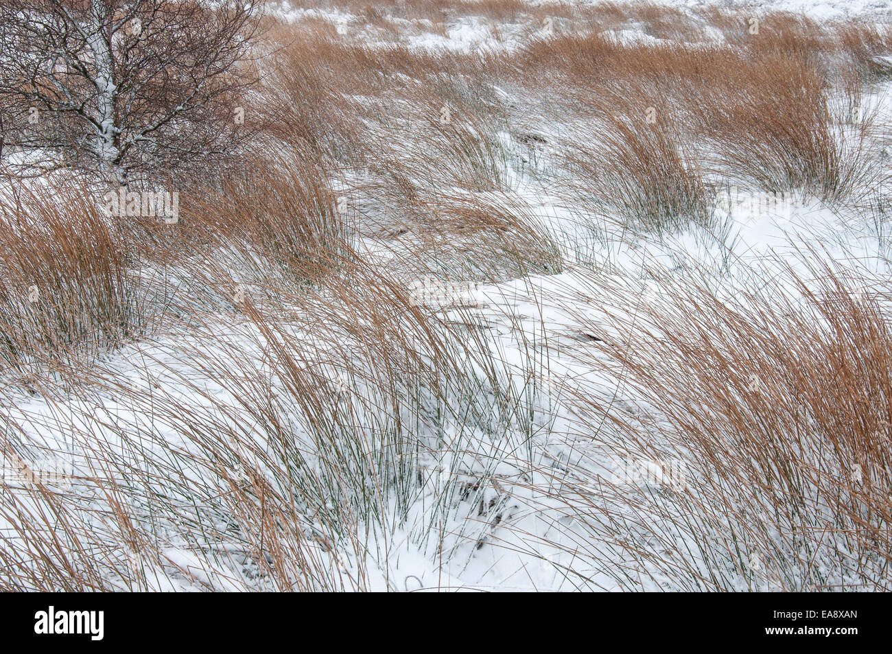 Texture erbose in un innevato paesaggio di brughiera. Coombes edge in Charlesworth, Derbyshire. Foto Stock