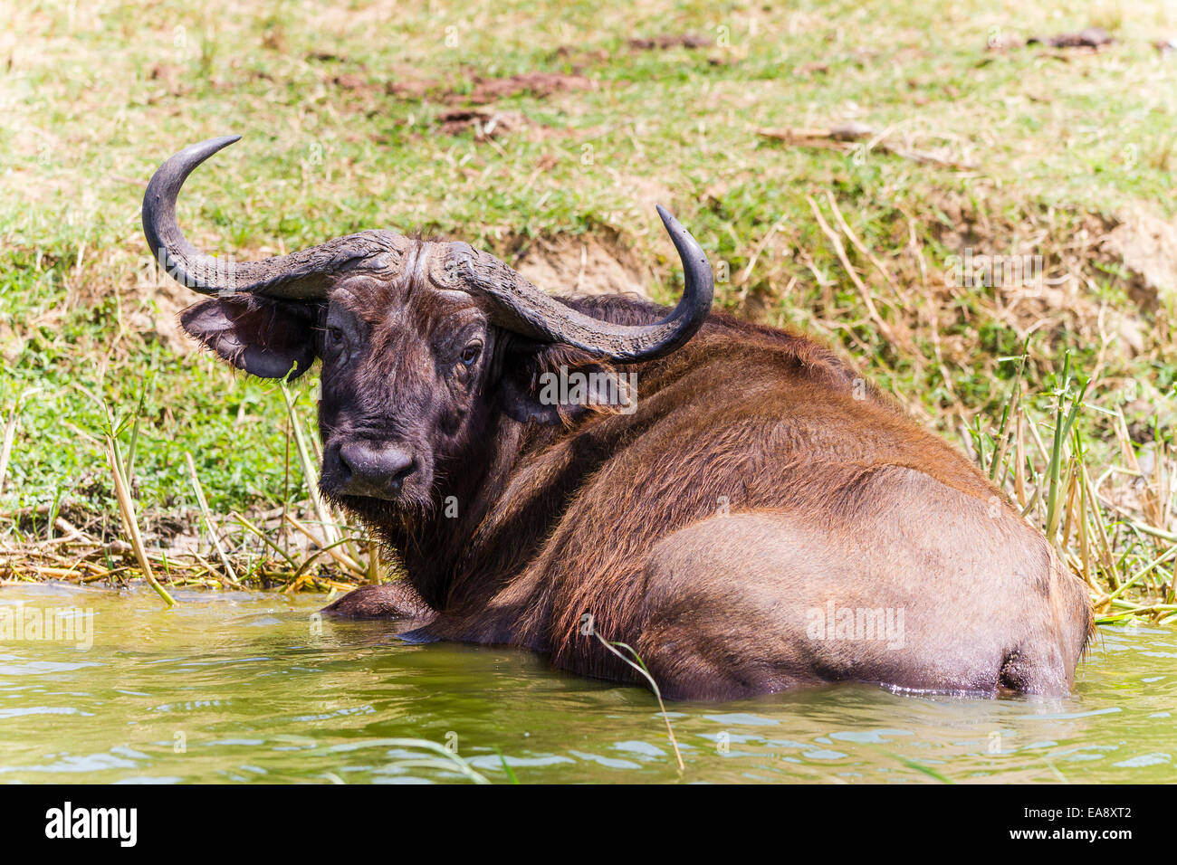 Un capo Buffalo nel canale Kazinga, Uganda Foto Stock