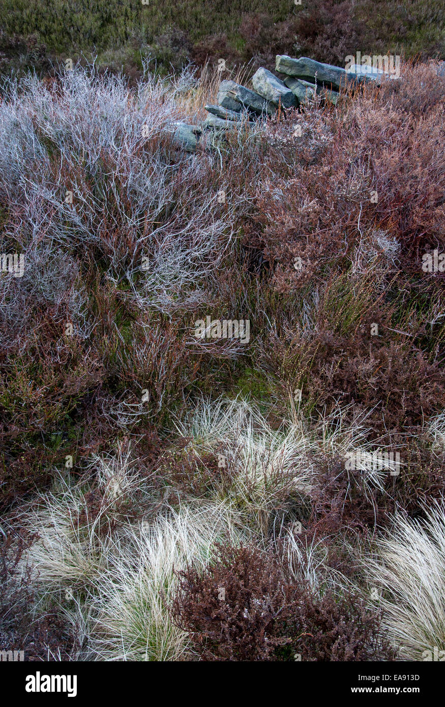 Il tardo inverno texture in un paesaggio di brughiera. Erbe, erica e muro di pietra. Charlesworth, vicino a Glossop nel Derbyshire. Foto Stock