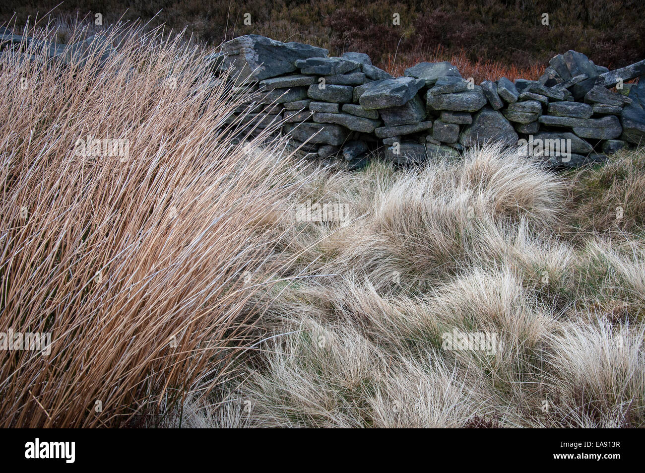 Il tardo inverno texture in un paesaggio di brughiera. Graminacee, giunchi e muro di pietra. Charlesworth, vicino a Glossop nel Derbyshire. Foto Stock