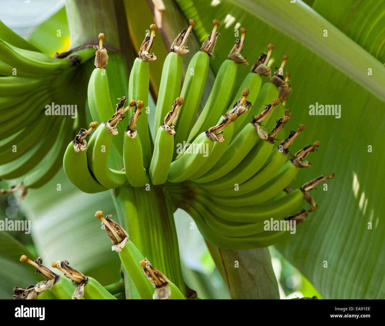 Le mani di banane Cavendish crescente su albero Foto Stock