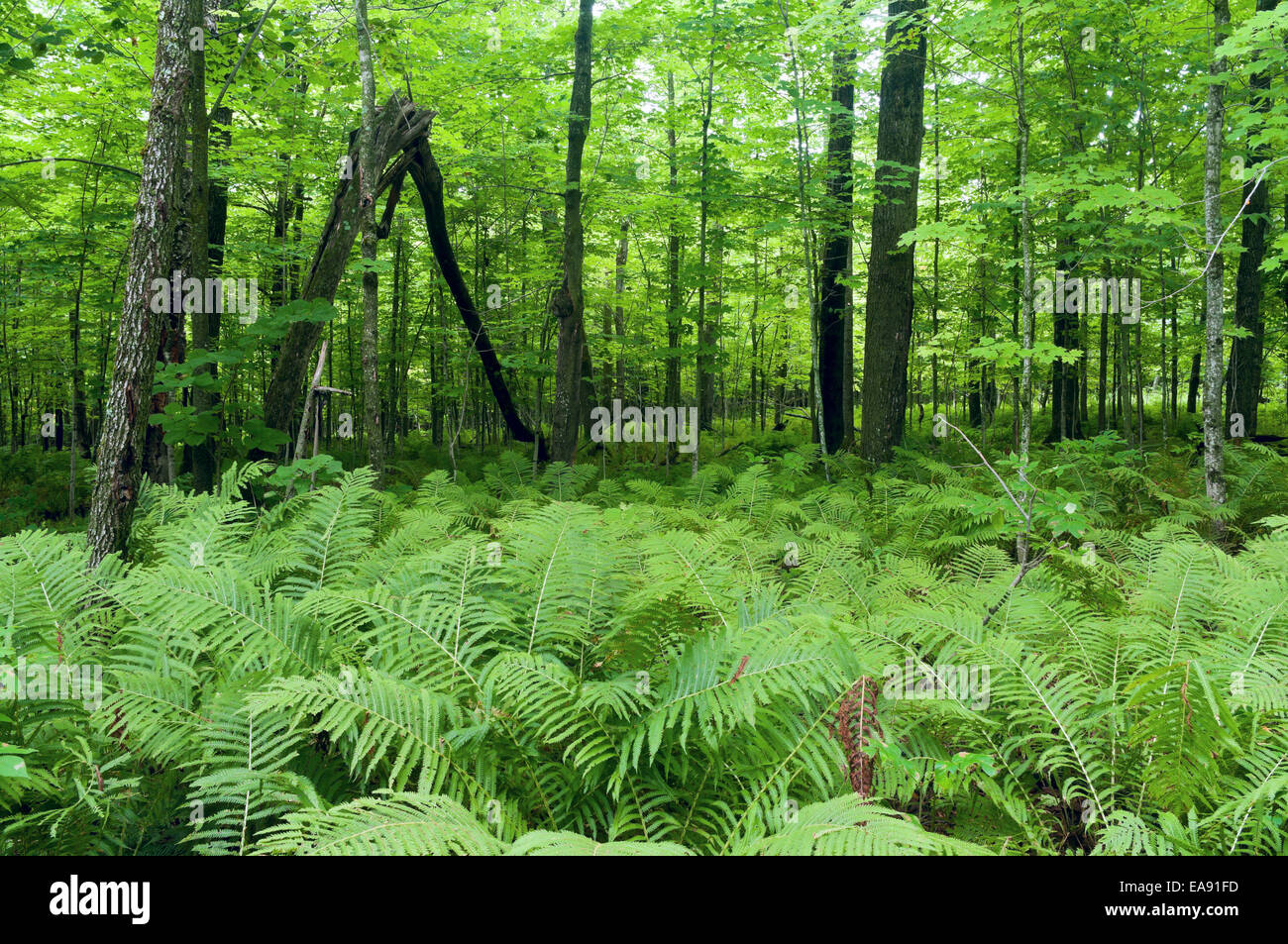 Densamente crescente di piante di felce sul suolo della foresta e la lussureggiante foresta di Jay Cooke stato parco vicino a Carlton Minnesota Foto Stock