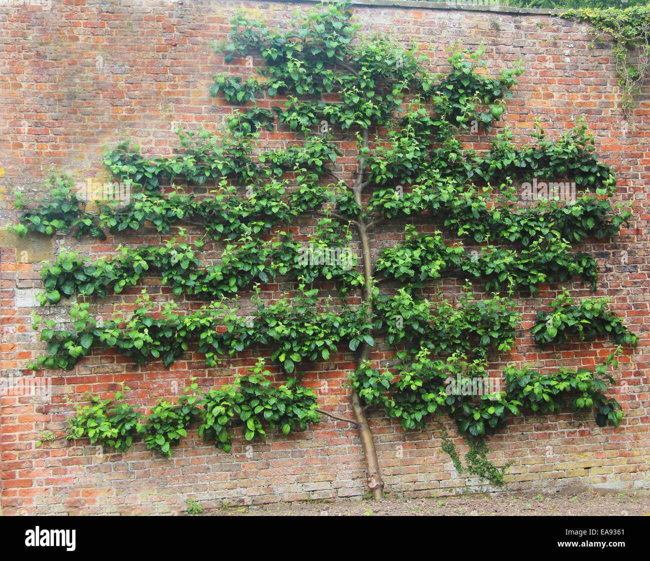 Struttura ad albero a spalliera sul vecchio muro in mattoni Foto Stock