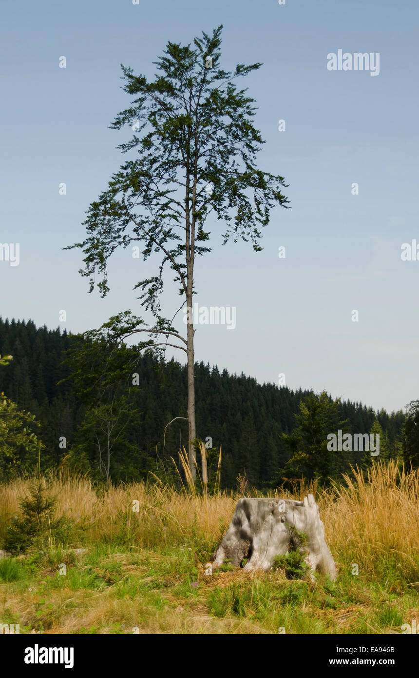 Ash-tree (Fraxinus excelsior) in estate in piedi da solo al campo di montagna, Zlatni mostove, Bulgaria Foto Stock