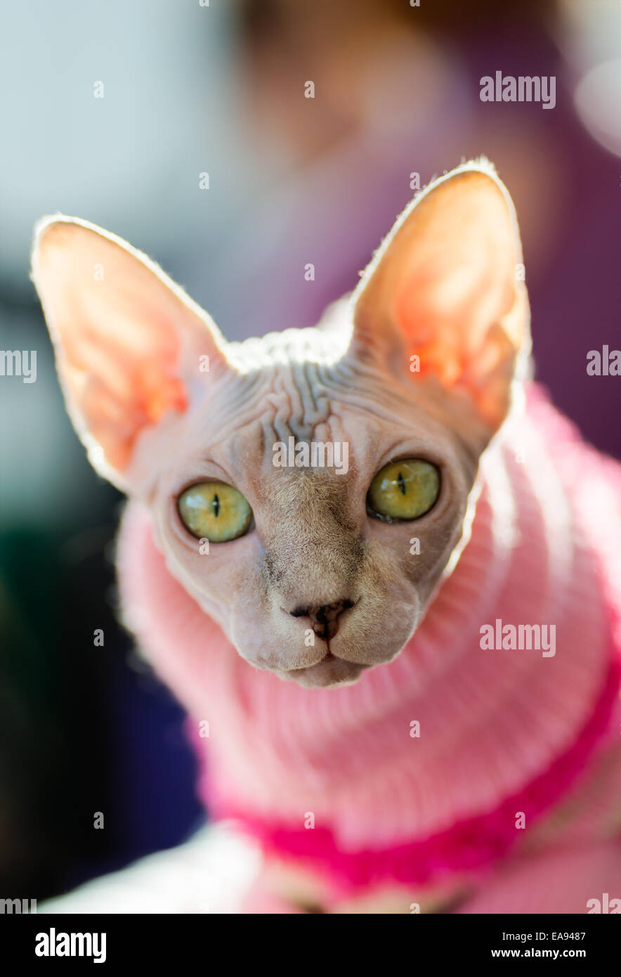 Animali: Sphynx gatto rosa da indossare pullover, sole che splende attraverso le orecchie, close-up shot, sfondo sfocato Foto Stock