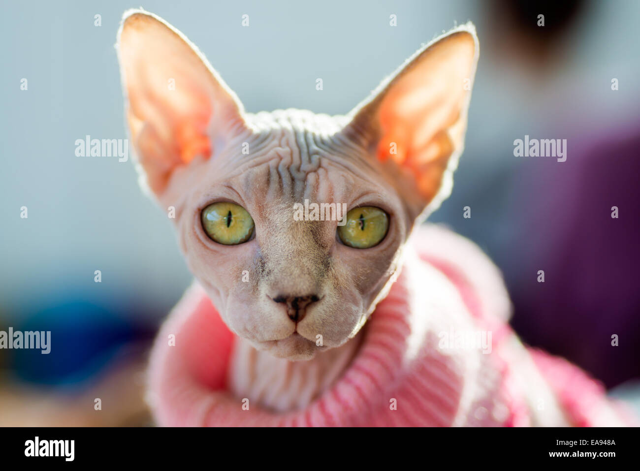 Animali: Sphynx gatto rosa da indossare pullover, sole che splende attraverso le orecchie, close-up shot, sfondo sfocato Foto Stock