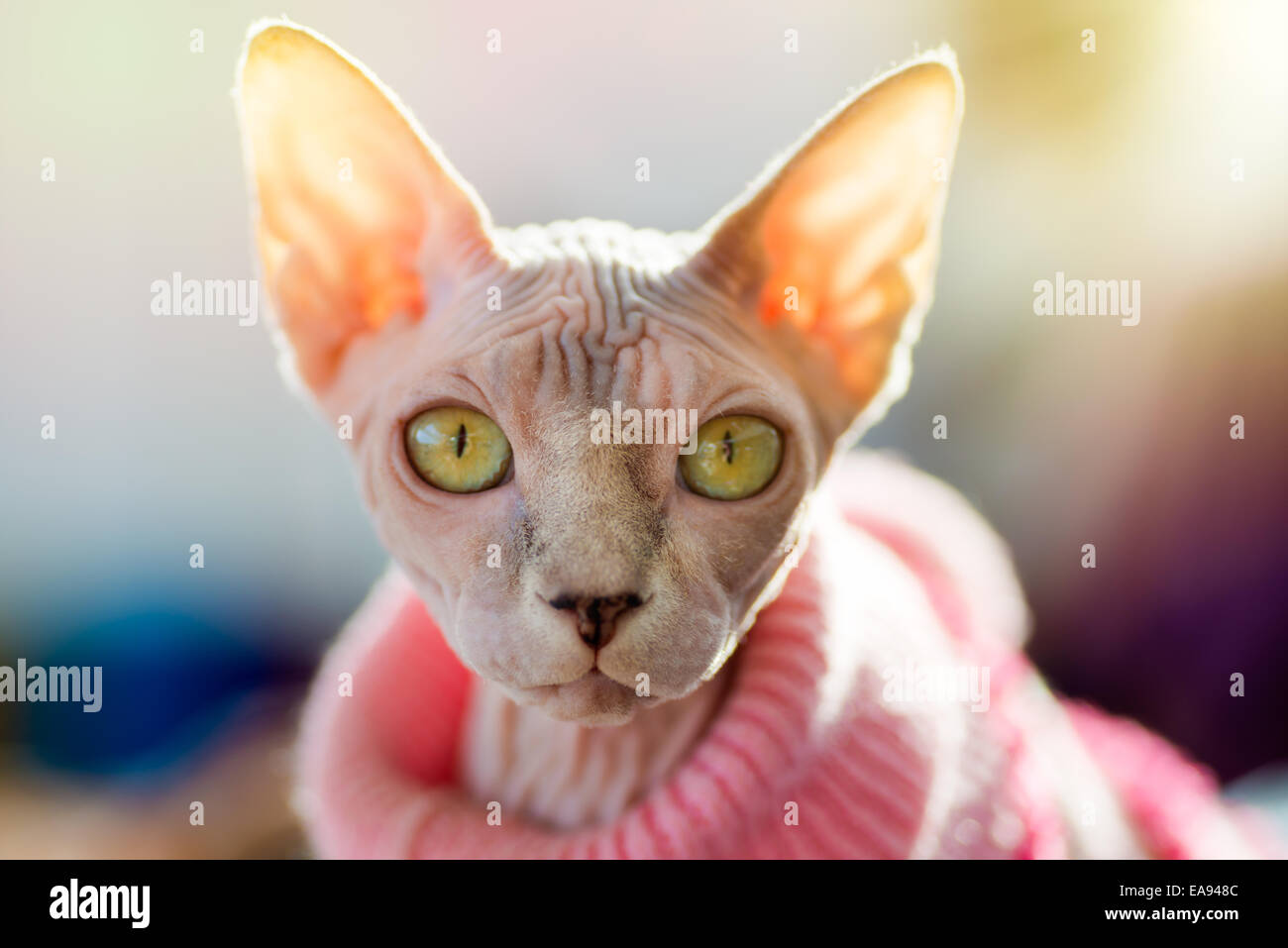 Animali: Sphynx gatto rosa da indossare pullover, sole che splende attraverso le orecchie, luce solare effetto aggiunto, close-up shot, backgroun sfocata Foto Stock