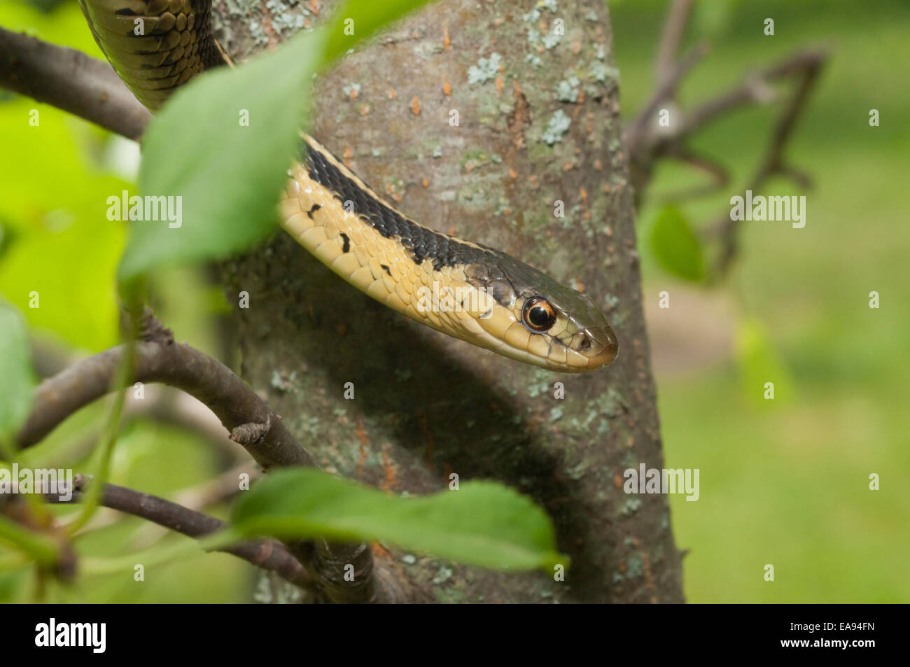 Giarrettiera orientale snake, Thamnophis sirtalis sirtalis, Nativi Nord America orientale Foto Stock