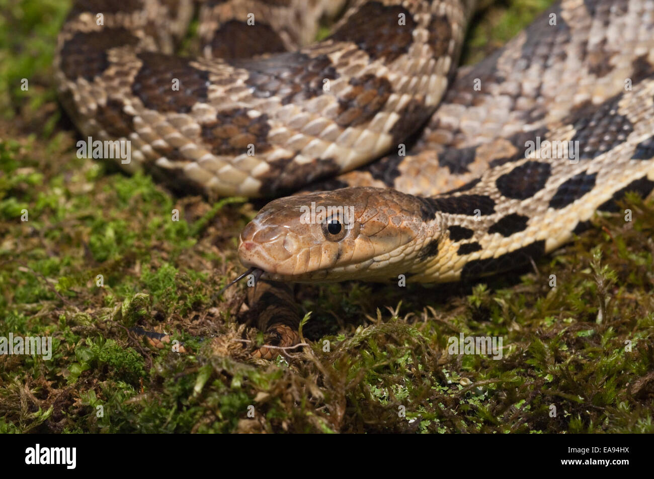 Western fox serpente Elaphe vulpina vulpina/Pantherophis vulpinus, Michigan, Wisconsin, Minnesota, Illinois, Iowa & S Dakota Foto Stock