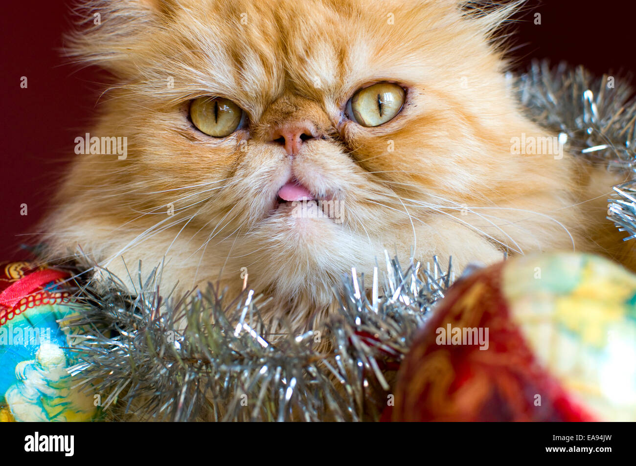 Rosso gatto persiano con le palle di Natale Foto Stock