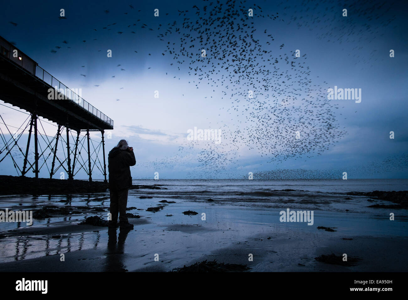 Aberystwyth Wales UK, domenica 9 novembre 2014. Un appassionato di bird watcher, che aveva fatto il viaggio da Shropshire appena a fotografare gli uccelli, orologi di decine di migliaia di storni fly overhead . Il 'murmuration' di uccelli entrano nel al tramonto ogni sera a stabilirsi in ghisa gambe di Aberystwyth Royal Pier. Da ottobre a marzo gli uccelli producono una spettacolare esibizione nel cielo sopra la città. Starling numeri sono in declino in tutto il Regno Unito e gli uccelli sono a rischio 'red elenco' Photo credit: Keith Morris / Alamy Live News Foto Stock