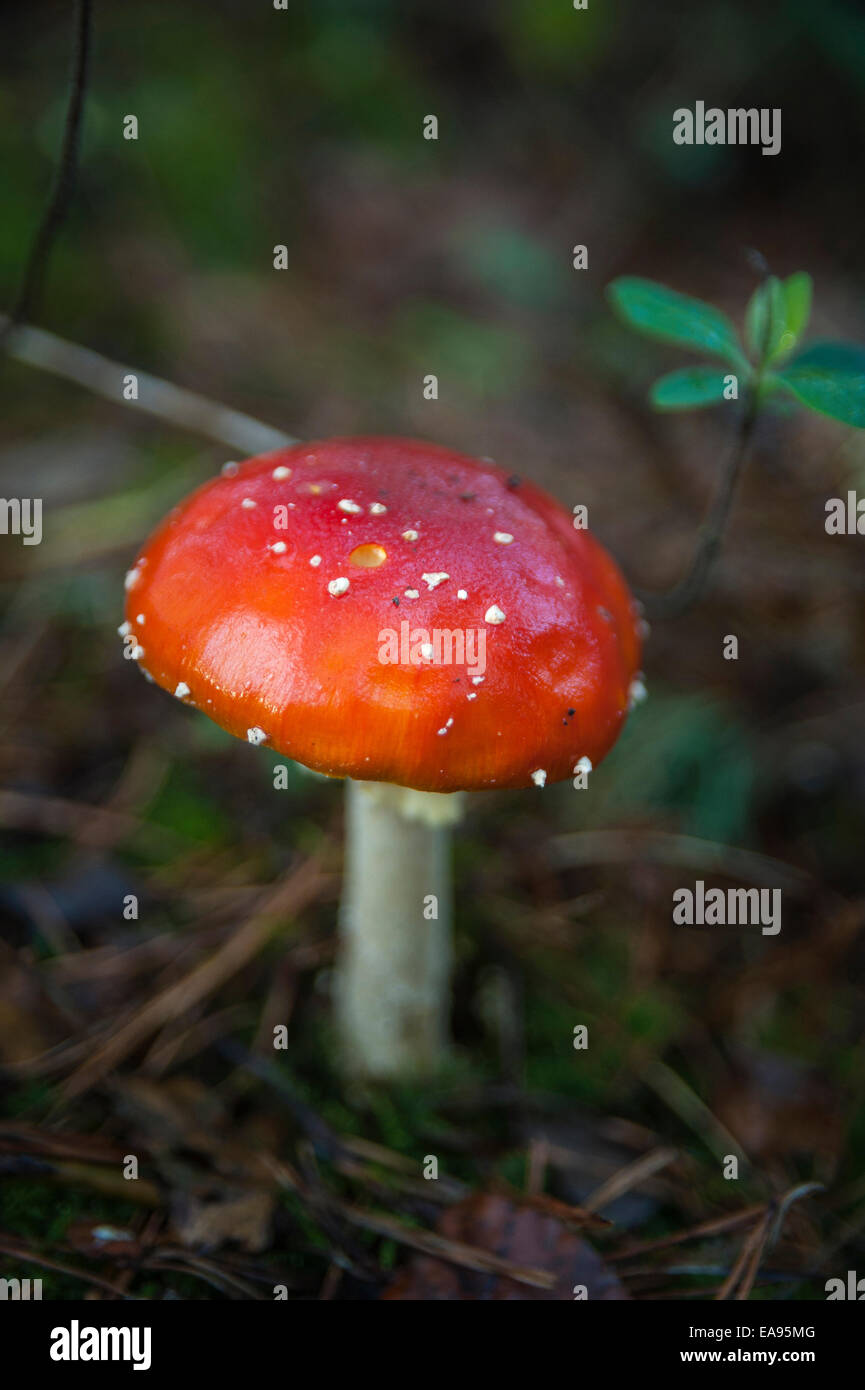 Fly Agaric amanita muscaria funghicoltura in bosco misto in West Sussex, Regno Unito Foto Stock