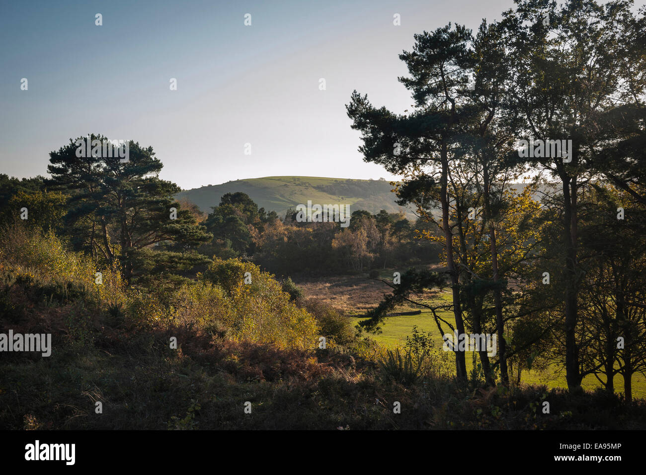 Sullington Warren brughiera al di sotto del South Downs, West Sussex, Regno Unito Foto Stock