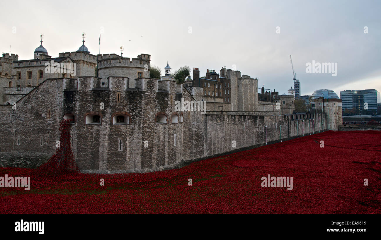 Una sezione di papaveri nel fossato presso la Torre di Londra la mattina del ricordo domenica 9 novembre 2014. L instillazione di arte intitolato sangue spazzata di terre e mari di rosso che commemora il centenario dell inizio di WW1 in 1914 ha attirato milioni di visitatori. Foto Stock