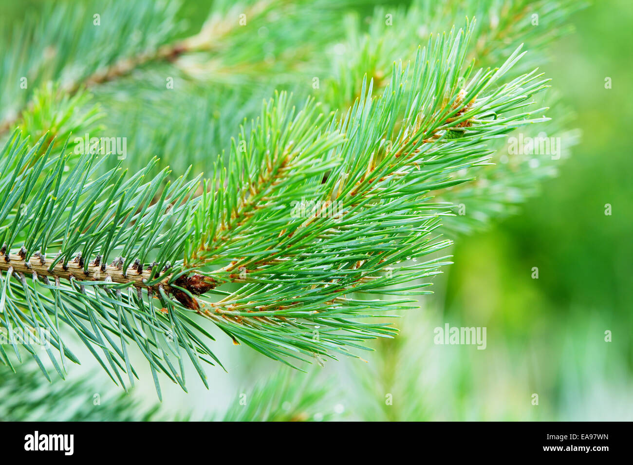 Il ramo di Scozia o di pino silvestre Pinus sylvestris albero che cresce nella evergreen la foresta di conifere. Pomerania, Polonia. Foto Stock
