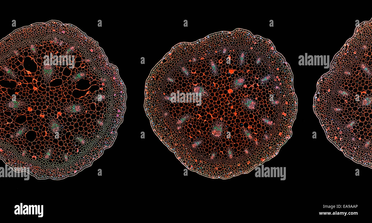 Tulipano selvatico stelo TS, sezione macchiata, campo oscuro fotomicrografia Foto Stock