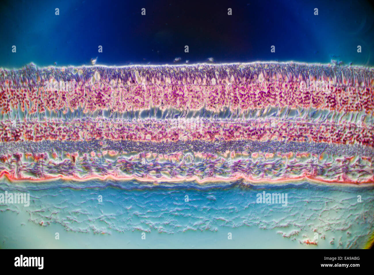 Retina di mammifero dettaglio microfotografia che mostra la struttura Foto Stock