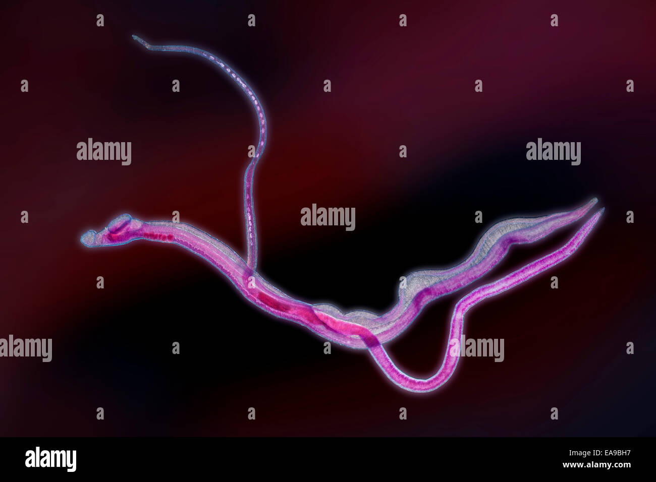Schistosoma sp in copula immagini e fotografie stock ad alta ...