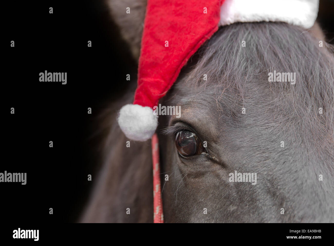 Macro closeup di un cavallo nero testa indossando Santa hat e red halter isolati su sfondo nero per celebrare la festa di Natale Foto Stock