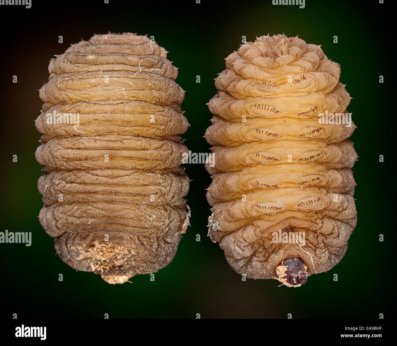 Hoverfly larva, Volucella inanis, dorsale e ventrale di opinioni Foto Stock