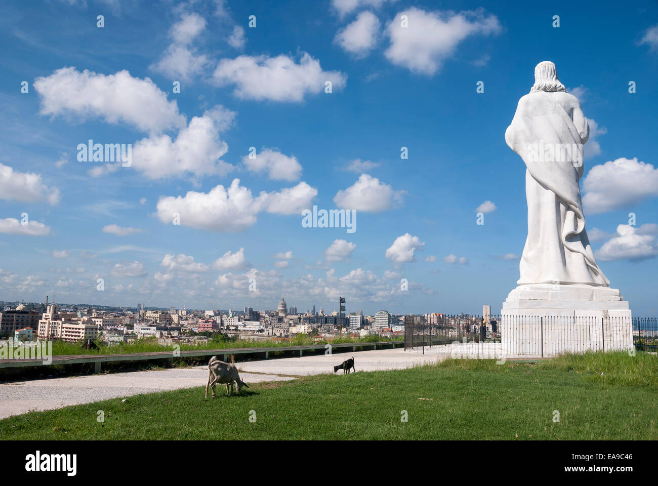 Caprini mangiare erba vicino alla statua di Gesù Cristo che domina la città di Havana Cuba nel distretto di Casablanca di Havana Cuba Foto Stock