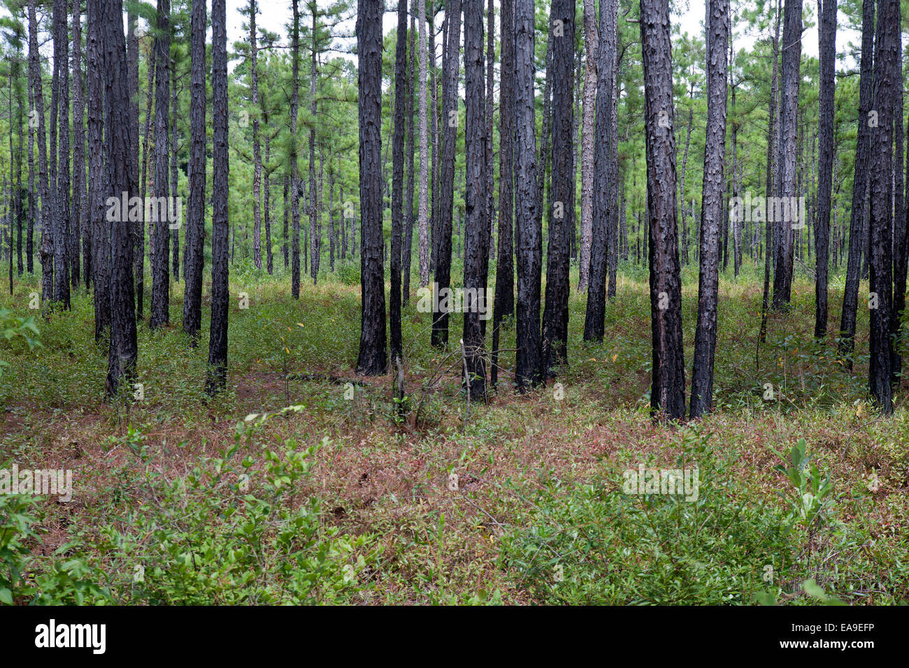 Alberi e bosco in Waccamaw National Wildlife Refuge. Foto Stock