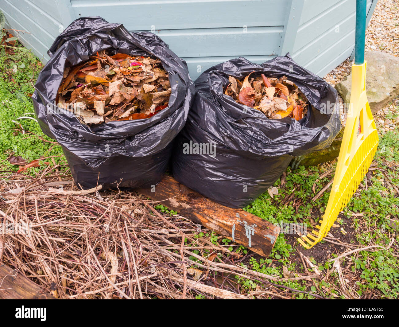 Nero a sacchetti di plastica riempiti con morti Foglie di autunno, che si decompongono nel sacchetto di formatura dello stampo in foglia un utile fertilizzante da giardino Foto Stock