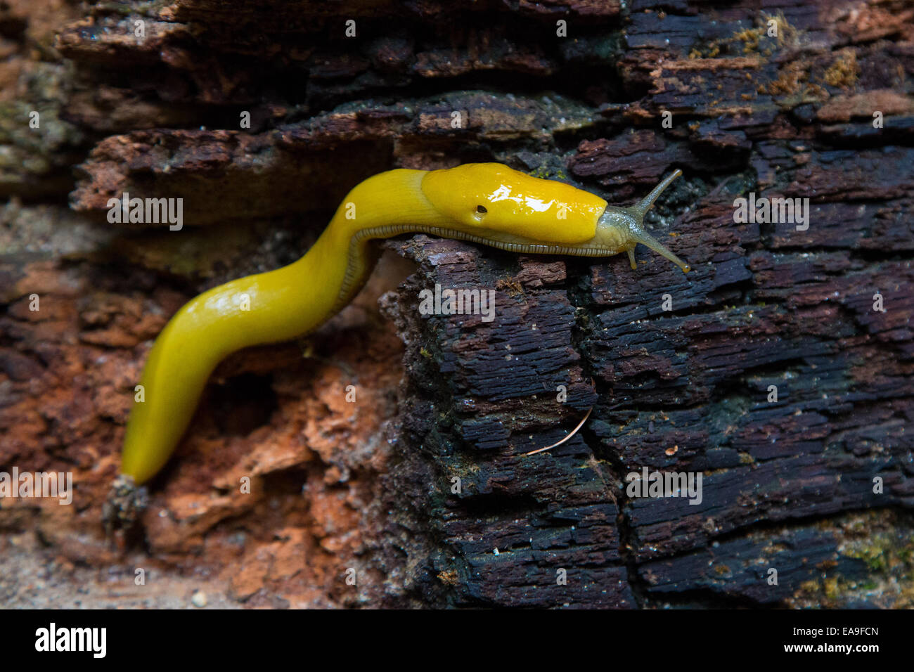 Luminose Banana Slug su un olocausto redwood log. Foto Stock