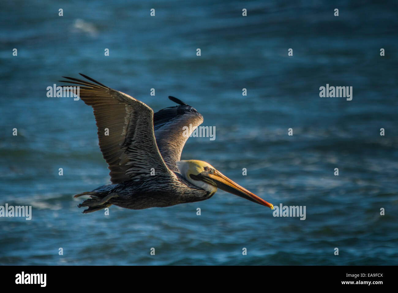 California Brown Pelican in volo sopra l'oceano. Foto Stock