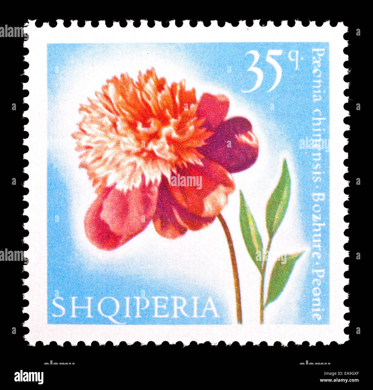 Francobollo da Albania raffiguranti peonia fiore (Paeonia chinensis ) Foto Stock