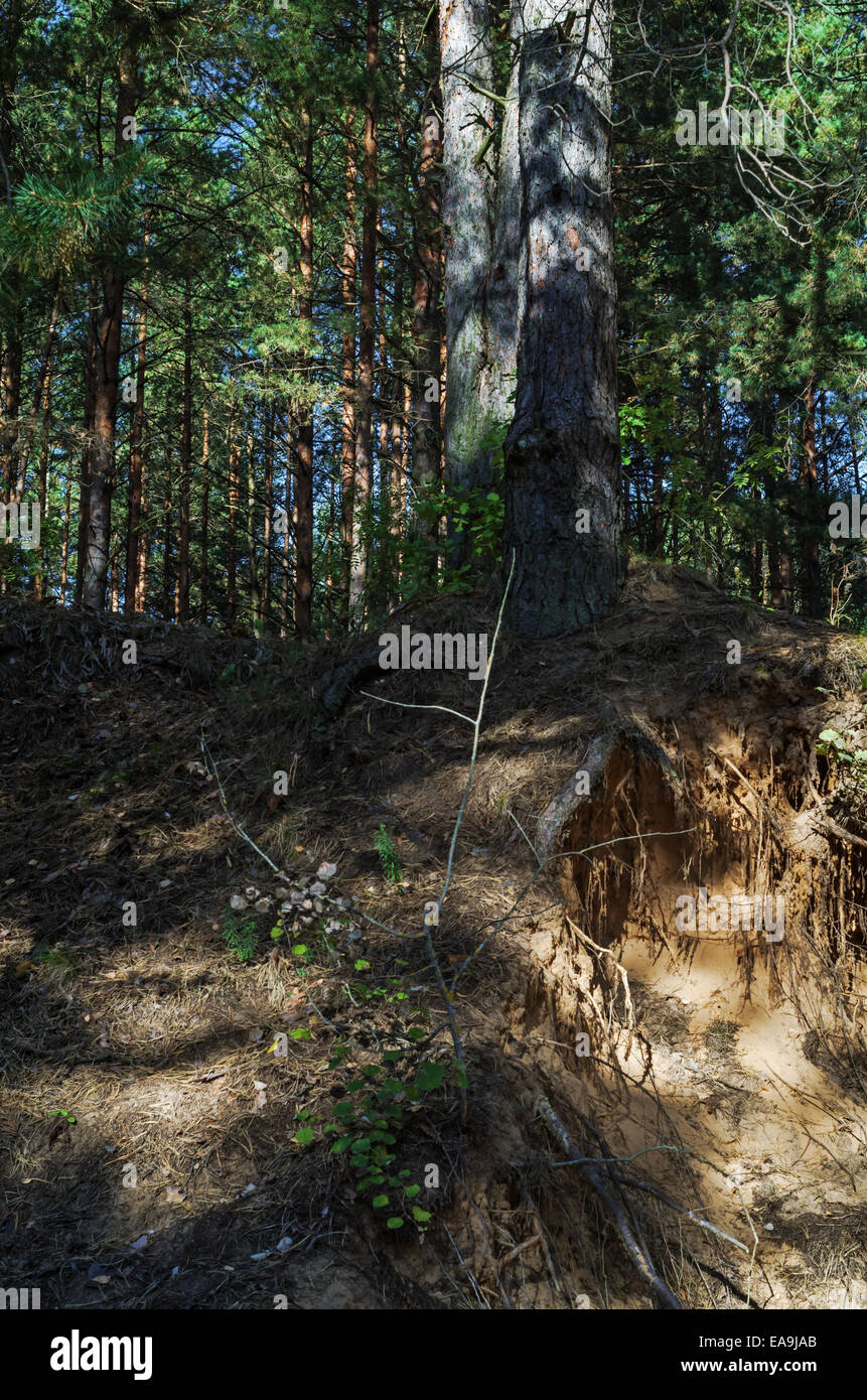 Legno di autunno. Alberi di pino e sabbiosa e pausa. Foto Stock